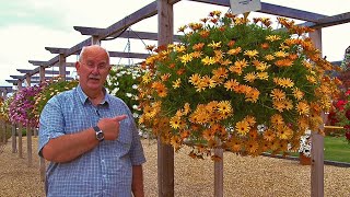 How to Plant Sunbrella Osteospermum Summer Hanging Basket Guide [upl. by Marinna95]