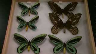 Cal Academy Butterfly Collection Science on the SPOT [upl. by Aicak]