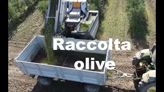 Raccolta Olive [upl. by Eran]