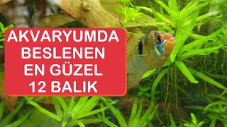 En Güzel Akvaryum Balıkları 😊🐟🐠 [upl. by Isidora]