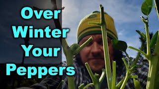 How To Overwinter Pepper Plants [upl. by Bathilda]