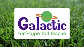 Galactic TurfType Tall Fescue [upl. by Nylrebma]