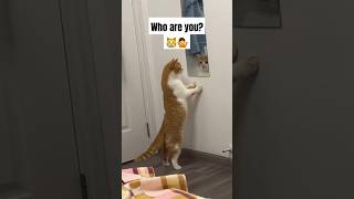 Who are you 🐈😳🤩 [upl. by Lindbom]