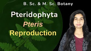 Pteridophyta  Pteris  Sporophyte  Reproduction  Botany  B Sc amp M Sc [upl. by Aihcropal]