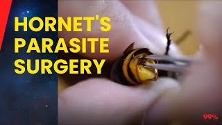 Man Performs StomachChurning Surgery on Giant Hornet [upl. by Yarak]