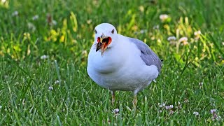 Larus delawarensis RINGBILLED GULL feast on cicadas 9088763 [upl. by Adiraf269]