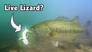 Do Bass Actually Eat LIZARDS  GoPro Live Lizard Footage Underwater [upl. by Ludwigg]