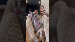 This Bushbaby Lives in house😍 [upl. by Christmas]