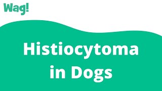 Histiocytoma in Dogs  Wag [upl. by Laira402]