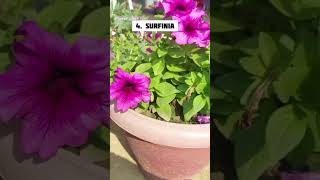 10 winter flower plants list 🥀shortvideo garden nature [upl. by Ahsilyt]