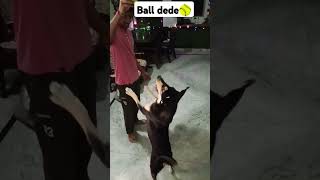 Meri ball Dede😤dogsballfunnyshorts [upl. by Mat]