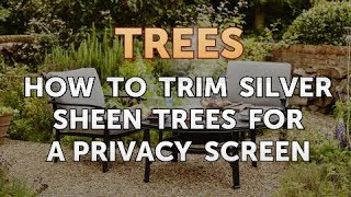 How to Trim Silver Sheen Trees for a Privacy Screen [upl. by Dunson]