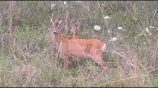 Pirschjagd auf Rehwild  Stalking roe deer Part 1 [upl. by Kcirdet]