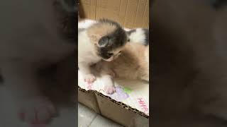 Tortie Whitecute cutecat kitten funny pets [upl. by Adnorhs]