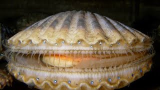 Facts The Scallop [upl. by Noiramaj571]