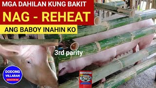 Mga Dahilan kung Bakit Nag Reheat ang Baboy inahin ko  Dodong Villaran [upl. by Zelma]