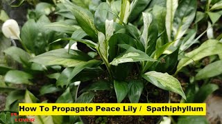 How To Propagate Peace Lily  Variegated Spathiphyllum Plant  Plants Lover [upl. by Dena]