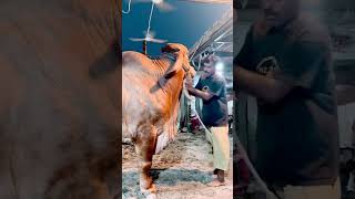 MashaAllahBeautifulCowMandiCowCowVideoCowmandi2024ViralShortYouTubeSubscribe🥰 [upl. by Akili]