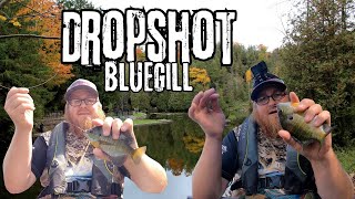 Drop Shot Fishing Summer Bluegills [upl. by Enenstein]