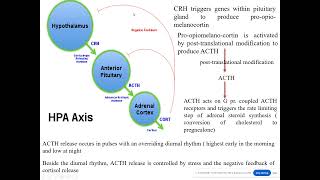 HPA axis  Hypothalamuspituitary axis [upl. by Drice92]