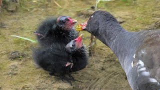 Pulcini di Gallinella dacqua  Common Moorhen chicks Gallinula chloropus [upl. by Laflam]