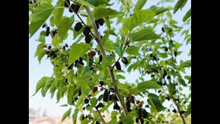 Garden Update with in season fruit  Dwarf Mulberry May 2022 [upl. by Dasi]