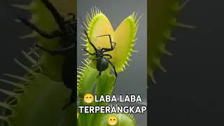 Laba laba terperangkap 😁🤣 [upl. by Rooker]