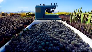 Cultivation And Harvesting Cactus  Prickly Pear Farming and Processing  Nopal Cactus Raise [upl. by Hamfurd]