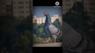 Girwas kabutar ke dangerous ⚡ shortvideo pigeon🕊️🔥😈 [upl. by Ahsaeym743]