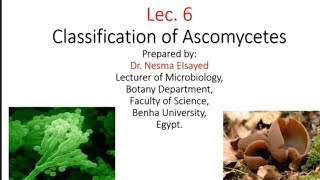 الفطريات الزقيه اسبيرجلسبنيسيليوم Classification of Ascomycetes and its life cycle [upl. by Belak567]