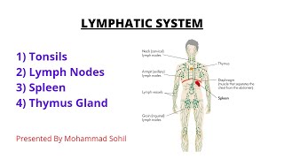 Lymphatic System  Tonsils Lymph Nodes Spleen Thymus  Functions  Anatomy amp Physiology [upl. by Carissa]