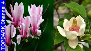 10 Variedades de Magnolias [upl. by Farhi]