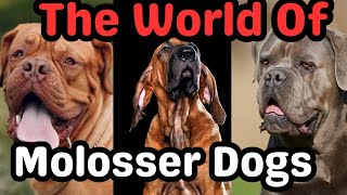 Exploring the World of Molosser Dogs History Breeds and Fascination dogsbreed dogs subscribe [upl. by Eniamor]