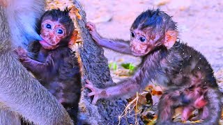 Action funny of little monkey babies with soil stains on faces looks too funny but so cute [upl. by Tecu]