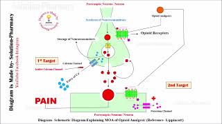 Class 71 Opioid Analgesic Mechanism of Action  Medicinal Chemistry 01  BPhamacy 04th semester [upl. by Elrod862]