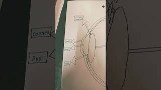 Eye diagram eye physics [upl. by Simah]