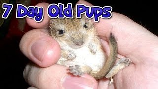 Gerbil Pups  7 Days Old [upl. by Bass]