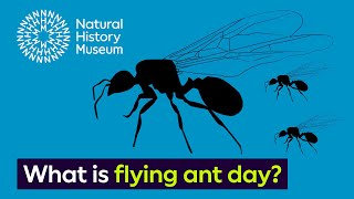 What is flying ant day  Surprising Science [upl. by Winifred]