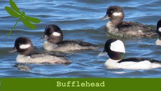 Bufflehead [upl. by Osy75]