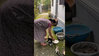 അമ്മ കലിച്ചു guys 😡😳😳😳amma home sweet cat new wayanadanvloger cats mini youtube [upl. by Sotsirhc]