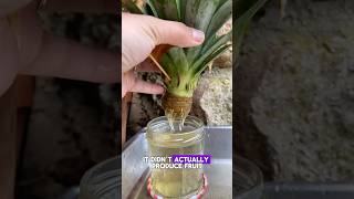 Pineapple Update 🍍🤩 pineapple growing update growth progress [upl. by Lac]