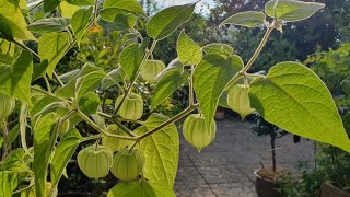 Cape Gooseberry aka Inca Berry Physalis Peruviana amp Goldenberry Surprise and Overwintering Plans [upl. by Aeriel905]