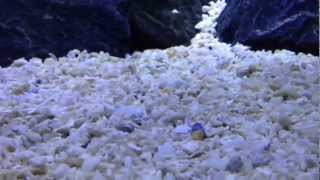 CaribSea Florida Crushed Coral GeoMarine Formula HD [upl. by Hinkel]