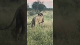 Powerful Lion Roaring at Dusk  Incredible Wildlife Encounter [upl. by Ecirb]