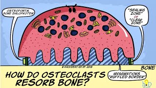 How do osteoclasts resorb bone [upl. by Connors23]