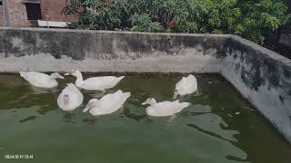 ohhh duck ❤️🥰🔥❤️🇧🇩duck video viralvideo [upl. by Nobile]