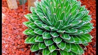 15 Gorgeous Agave Plants [upl. by Stutman]