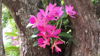 ORQUÍDEAS Em árvores CATTLEYA PURPURATA LAELIA COERULEA LAELIA PURPURATA CATASETUM CATASETOS [upl. by Nylirahs]