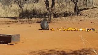 Hunters baboon shot [upl. by Sagerman]