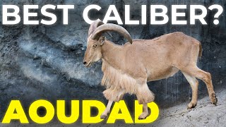 Best Caliber for Aoudad Hunting Barbary Sheep  Full Guide [upl. by Levana]